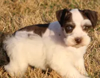 Caymons litter, a male Miniature Schnauzer for sale in Centerville, IA – 2 of 4