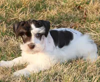 Caymons litter, a male Miniature Schnauzer for sale in Centerville, IA – 3 of 4