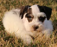 Caymons litter, a male Miniature Schnauzer for sale in Centerville, IA – 4 of 4