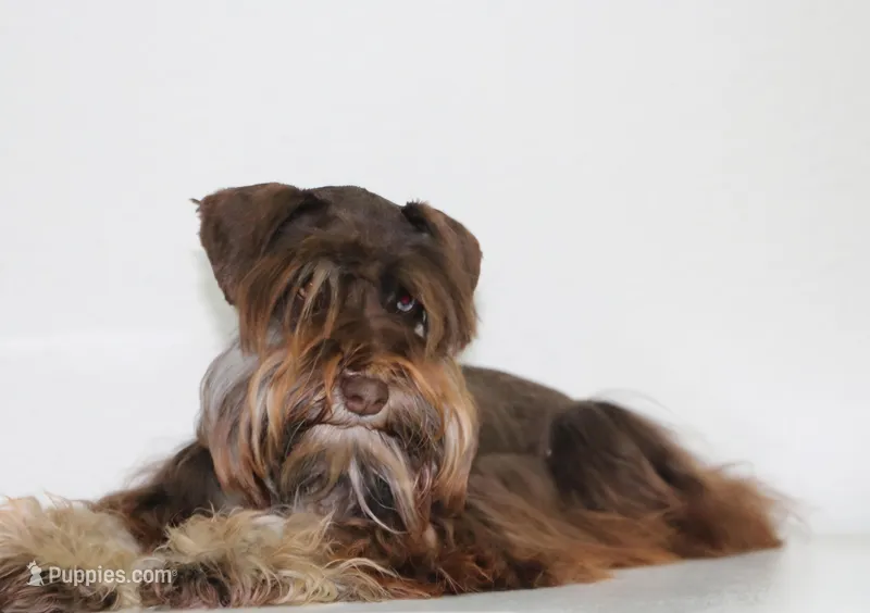 Caymons litter – Miniature Schnauzer puppy for sale in Centerville, IA
