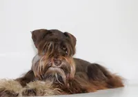 Caymons litter, a male Miniature Schnauzer for sale in Centerville, IA – 1 of 4