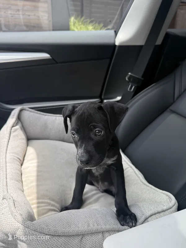 Shadow  – American Staffordshire Terrier, Labrador Retriever puppy for sale in Houston, TX