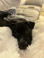 Shadow , a male American Staffordshire Terrier and Labrador Retriever for sale in Houston, TX – 6 of 10