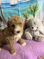 Buddy, a male Poodle - Miniature  and English Goldendoodle for sale in Bushnell, FL – Photo 2 of 2