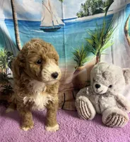 Buddy, a male Poodle - Miniature  and English Goldendoodle for sale in Bushnell, FL – Photo 1 of 2