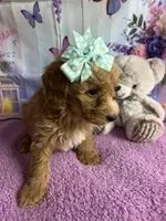 Honey , a female English Goldendoodle for sale in Center Hill, FL – 2 of 2