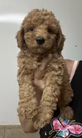 Bella, a female Poodle - Miniature  and Miniature Goldendoodle for sale in Center Hill, FL – 2 of 2