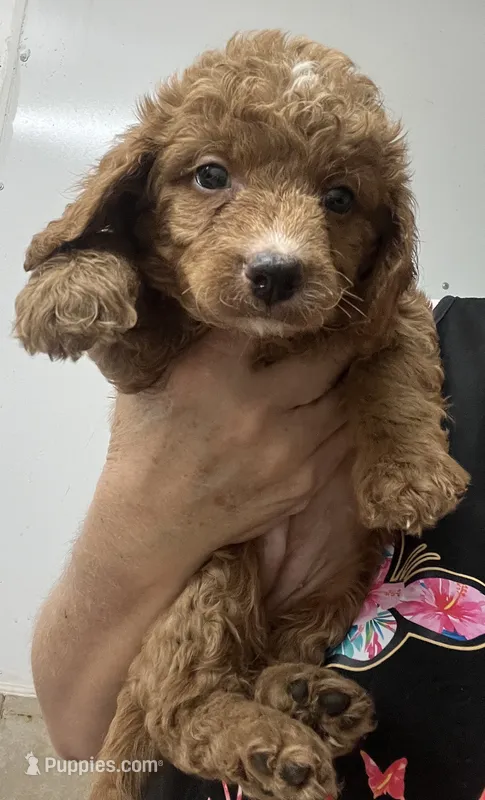 Eva – Poodle - Miniature , Miniature Goldendoodle puppy for sale in Center Hill, FL