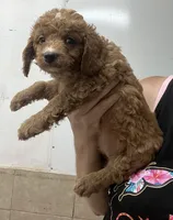 Eva, a female Poodle - Miniature  and Miniature Goldendoodle for sale in Center Hill, FL – 2 of 2