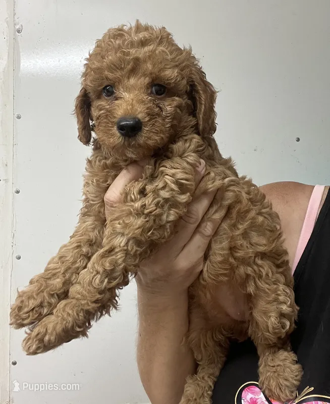 Bella – Poodle - Miniature , Miniature Goldendoodle puppy for sale in Center Hill, FL