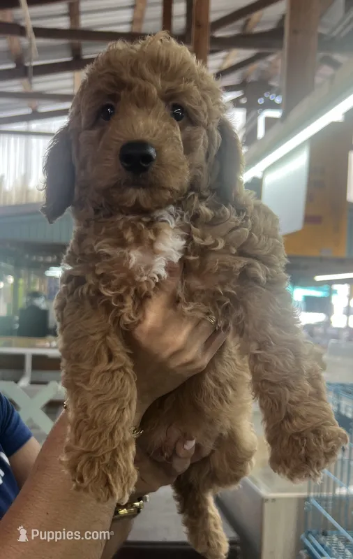 Buddy, a male Miniature Goldendoodle for sale in Center Hill, FL – 1 of 1