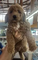 Buddy, a male Miniature Goldendoodle for sale in Center Hill, FL – 1 of 1