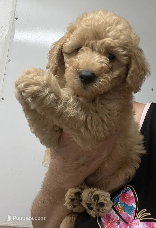 Charlie  – Poodle - Miniature , Miniature Goldendoodle puppy for sale in Center Hill, FL