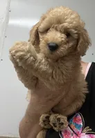 Charlie , a male Poodle - Miniature  and Miniature Goldendoodle for sale in Center Hill, FL – 1 of 1