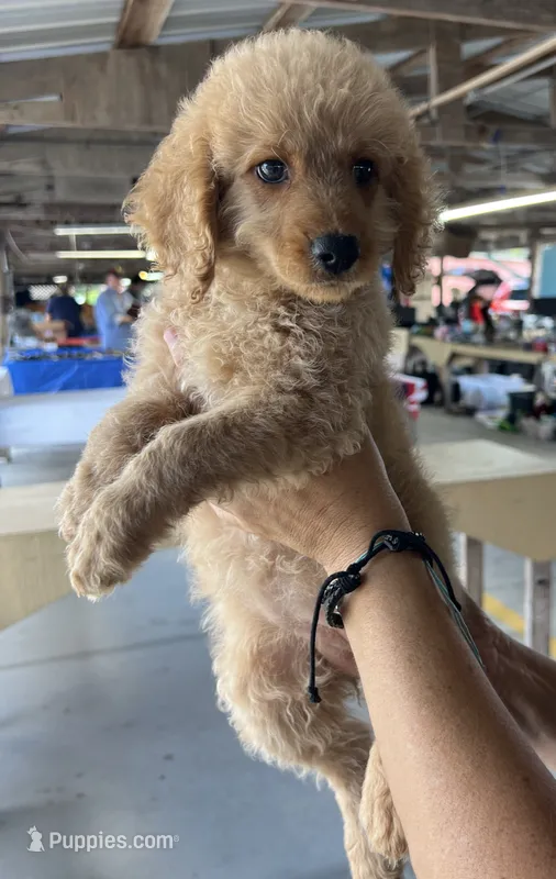 Bella – Miniature Goldendoodle puppy for sale in Center Hill, FL