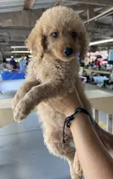 Bella, a female Miniature Goldendoodle for sale in Center Hill, FL – 1 of 1
