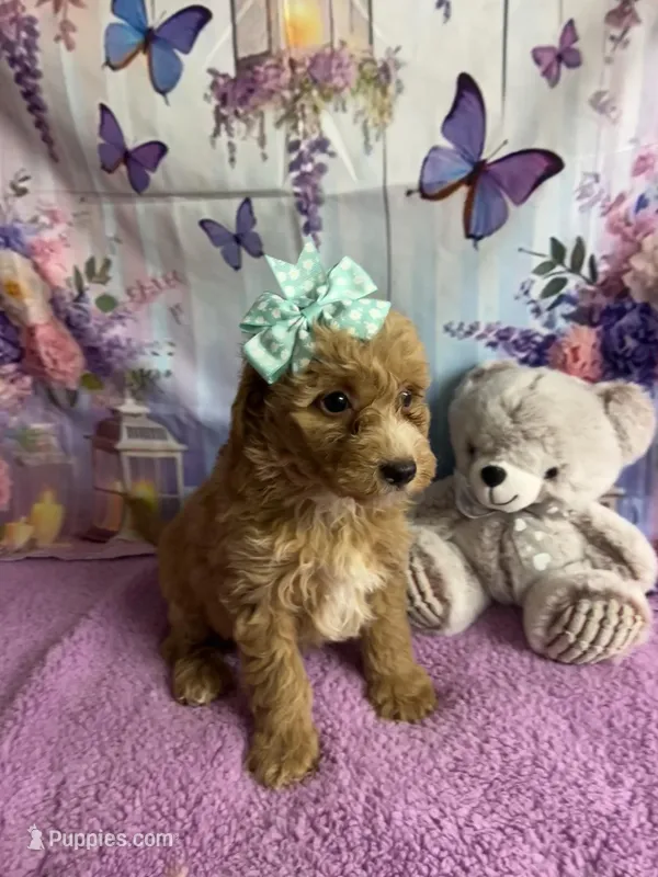 Honey  – English Goldendoodle puppy for sale in Center Hill, FL