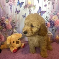 Buddy, a male Miniature Goldendoodle for sale in Bushnell, FL – Photo 3 of 4