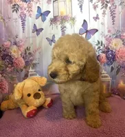 Buddy, a male Miniature Goldendoodle for sale in Bushnell, FL – Photo 3 of 4