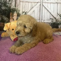 Buddy, a male Miniature Goldendoodle for sale in Bushnell, FL – Photo 4 of 4