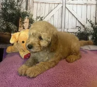Buddy, a male Miniature Goldendoodle for sale in Bushnell, FL – Photo 4 of 4