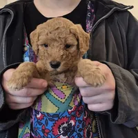 Buddy, a male Miniature Goldendoodle for sale in Bushnell, FL – Photo 2 of 4