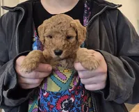 Buddy, a male Miniature Goldendoodle for sale in Bushnell, FL – Photo 2 of 4