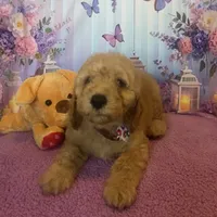 Buddy, a male Miniature Goldendoodle for sale in Bushnell, FL – Photo 1 of 4