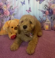 Buddy, a male Miniature Goldendoodle for sale in Bushnell, FL – Photo 1 of 4