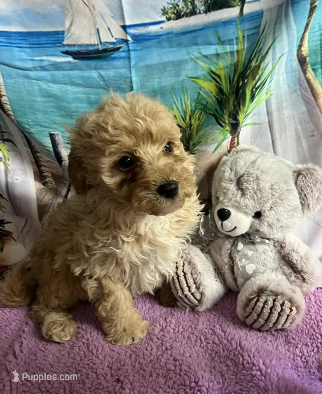 Max – Poodle - Miniature , English Goldendoodle puppy for sale in Bushnell, FL