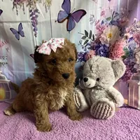 Bella, a female Poodle - Miniature  and English Goldendoodle for sale in Bushnell, FL – Photo 2 of 2