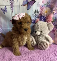 Bella, a female Poodle - Miniature  and English Goldendoodle for sale in Bushnell, FL – Photo 1 of 2