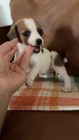 Baby, a female Jack Russell Terrier for sale in Harrisburg, IL – 2 of 4