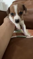 Mighty Mouse, a male Jack Russell Terrier for sale in Harrisburg, IL – 2 of 4