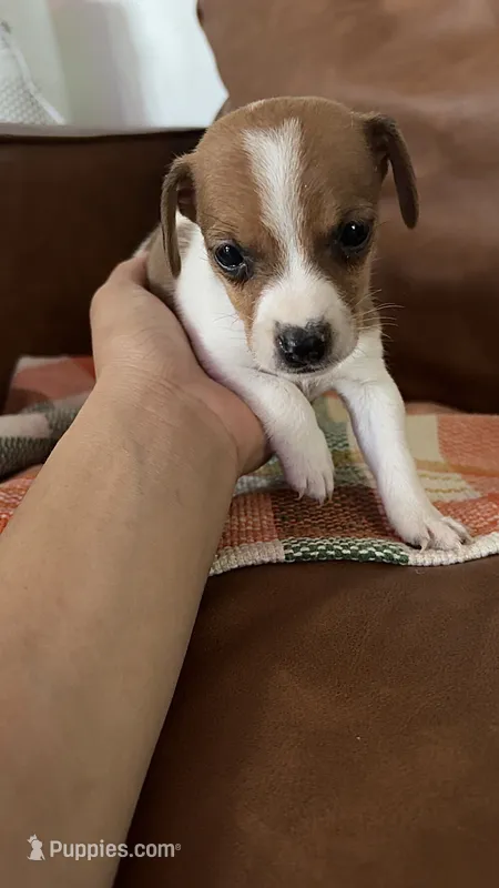 Mighty Mouse – Jack Russell Terrier puppy for sale in Harrisburg, IL