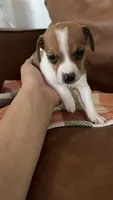 Mighty Mouse, a male Jack Russell Terrier for sale in Harrisburg, IL – 1 of 4