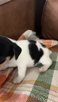 Waffle, a male Jack Russell Terrier for sale in Harrisburg, IL – 3 of 5