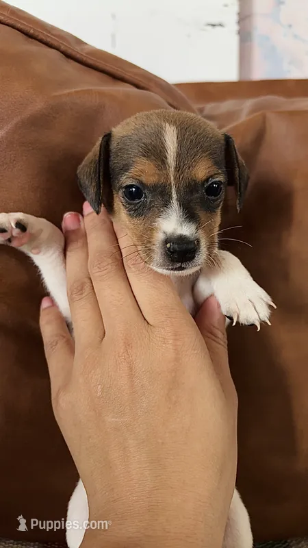 Butterfinger – Jack Russell Terrier puppy for sale in Harrisburg, IL