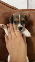 Butterfinger, a male Jack Russell Terrier for sale in Harrisburg, IL – 1 of 4