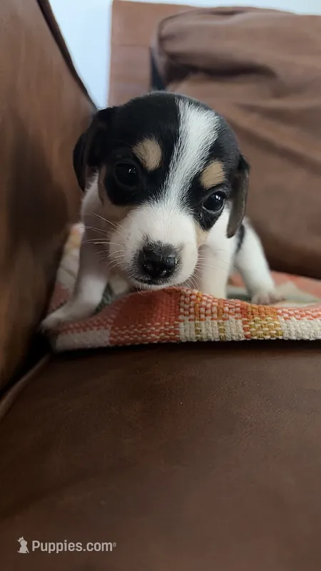 Waffle – Jack Russell Terrier puppy for sale in Harrisburg, IL