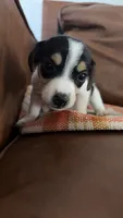 Waffle, a male Jack Russell Terrier for sale in Harrisburg, IL – 1 of 5