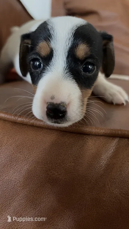 Razor – Jack Russell Terrier puppy for sale in Harrisburg, IL