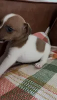 Tater , a male Jack Russell Terrier for sale in Harrisburg, IL – 2 of 4