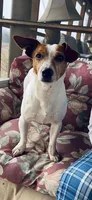 Razor, a male Jack Russell Terrier for sale in Harrisburg, IL – 4 of 5