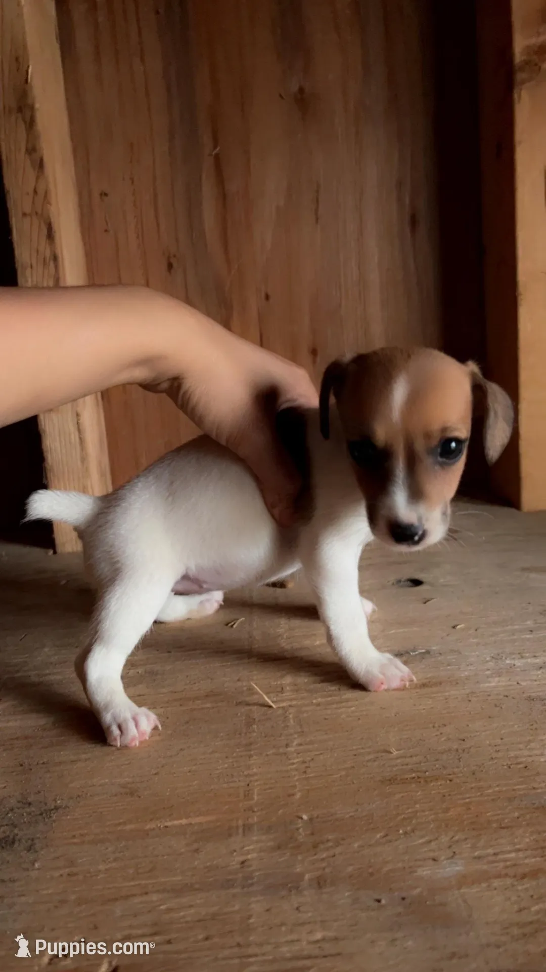 Honey, a female Jack Russell Terrier for sale in Harrisburg, IL – Photo 2 of 4