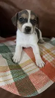 Truffle, a male Jack Russell Terrier for sale in Harrisburg, IL – 2 of 6