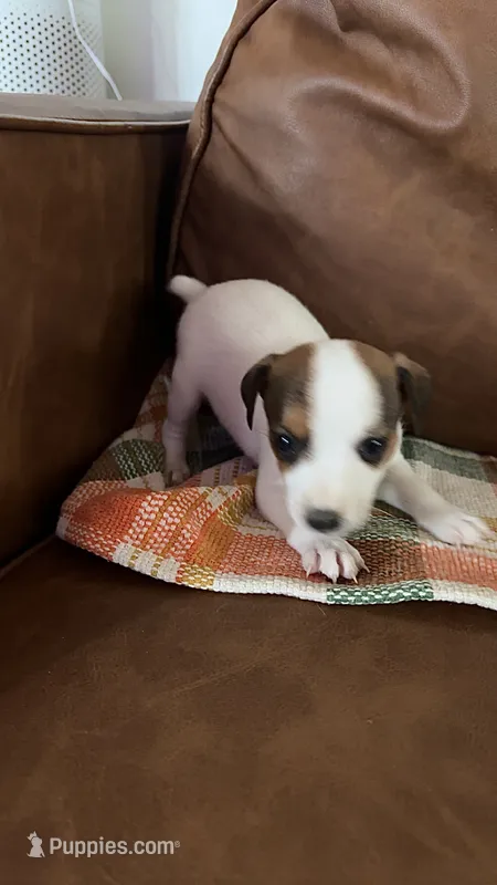 Snow White – Jack Russell Terrier puppy for sale in Harrisburg, IL
