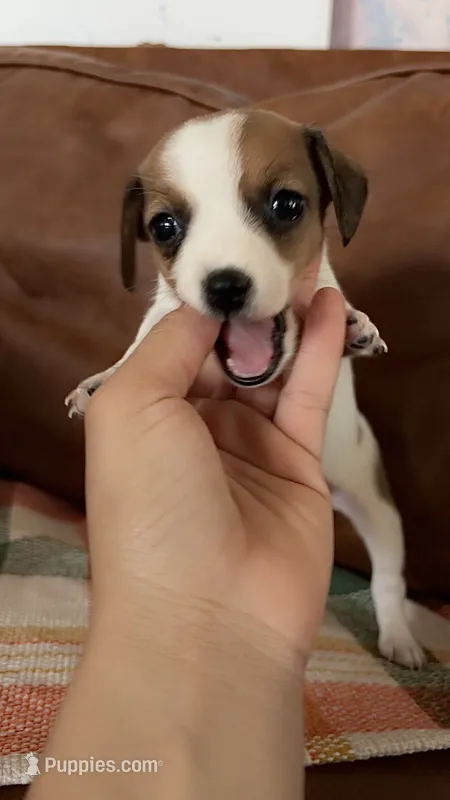 Baby – Jack Russell Terrier puppy for sale in Harrisburg, IL
