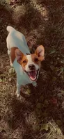 Razor, a male Jack Russell Terrier for sale in Harrisburg, IL – 5 of 5