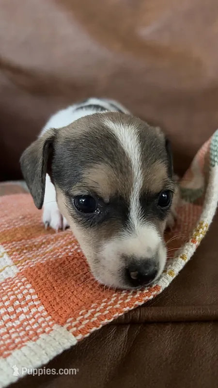 Truffle – Jack Russell Terrier puppy for sale in Harrisburg, IL